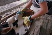 Se viene segundo ciclo de vacunación contra la fiebre aftosa