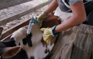 Se viene segundo ciclo de vacunación contra la fiebre aftosa