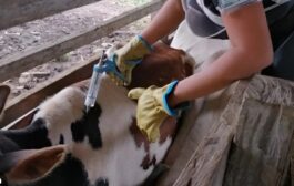 Se viene segundo ciclo de vacunación contra la fiebre aftosa