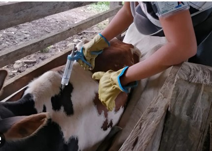 Se viene segundo ciclo de vacunación contra la fiebre aftosa